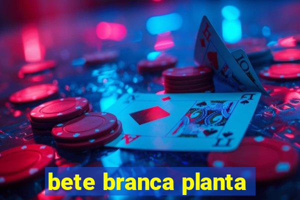 bete branca planta